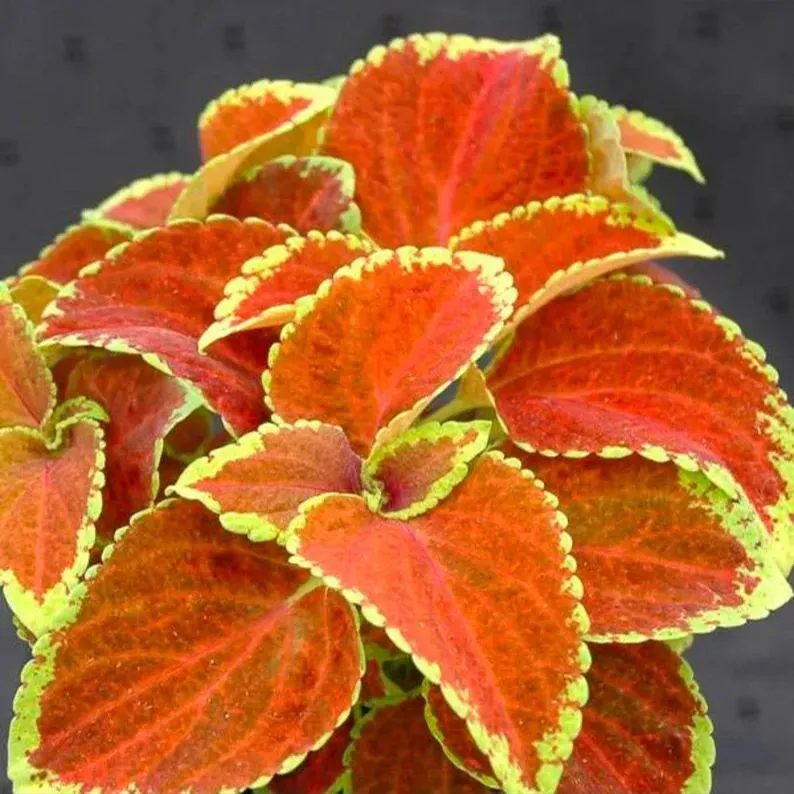 Seltene Coleus Samen