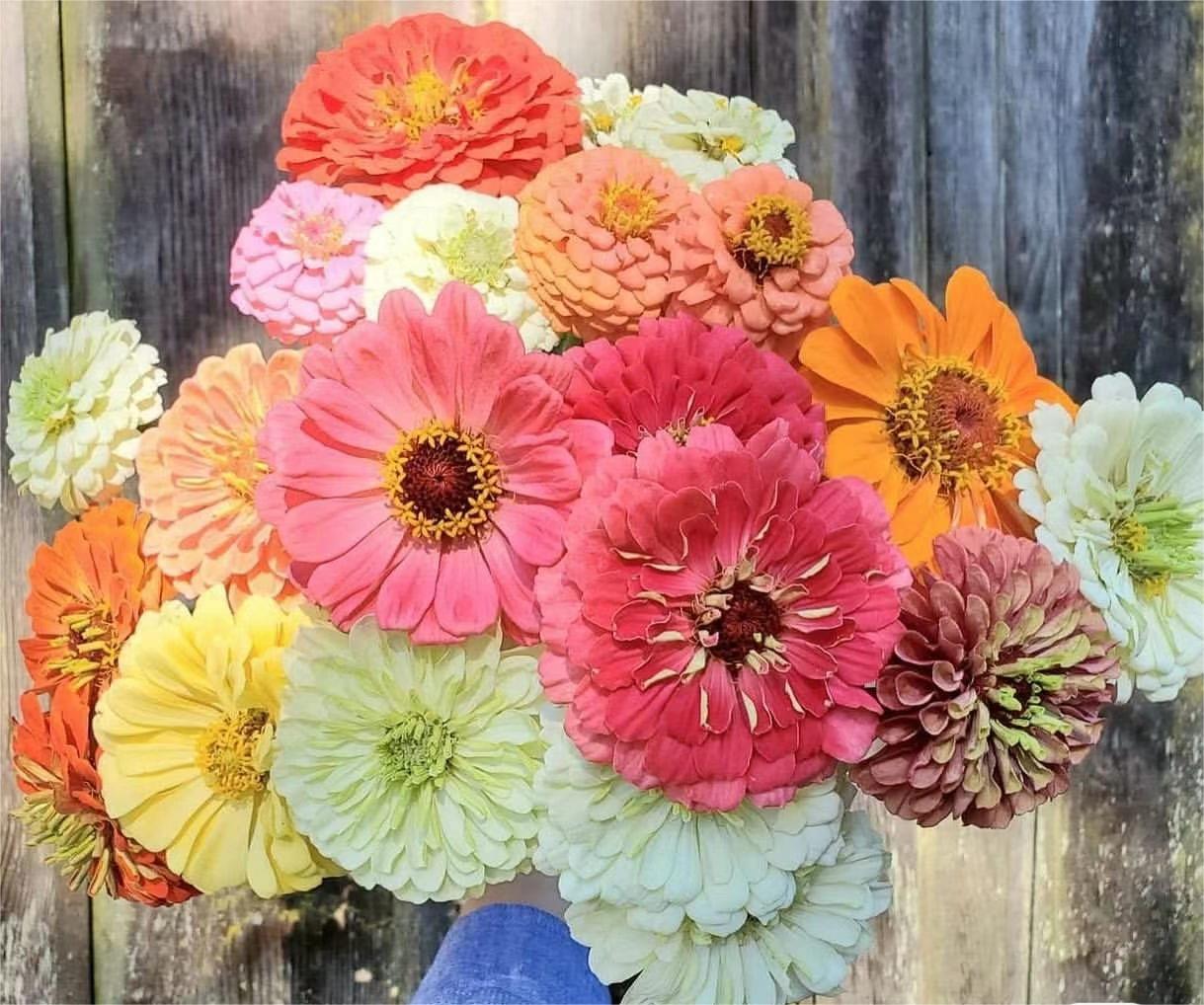 GEMISCHTE FARBZINNIEN-BLUMENSAMEN – DIE FARBENFROHE OASE IHRES GARTENS