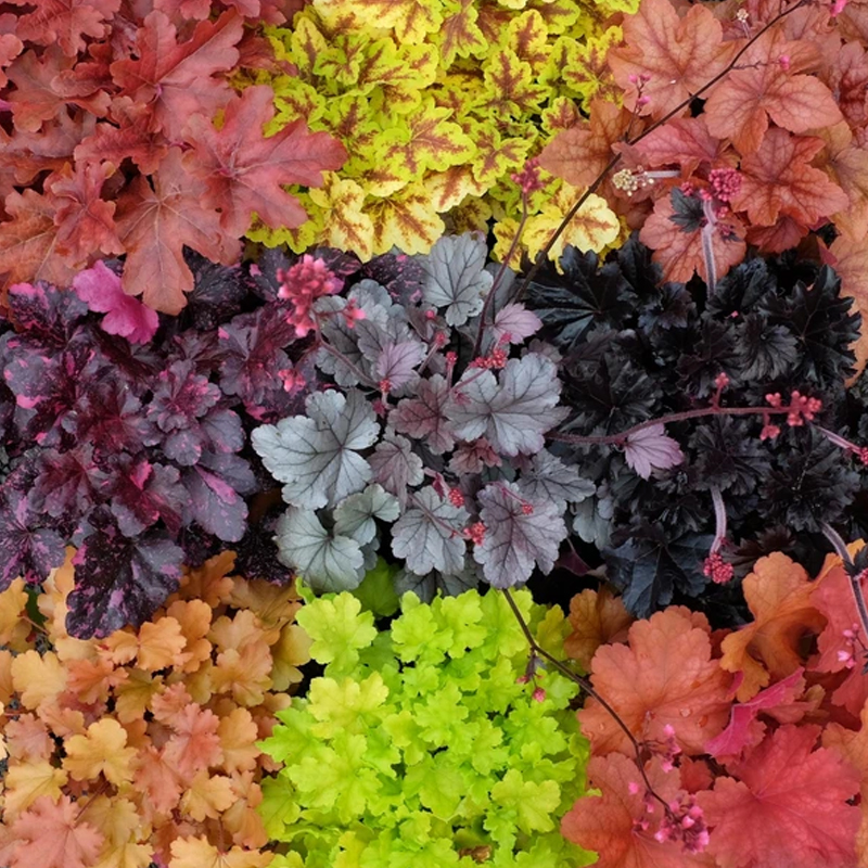 🚀Super Angebot🌈Alaunwurzel Samen🍃Bunte Farben