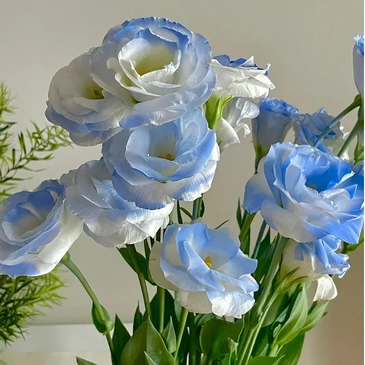 🌺LISIANTHUS – AUFRICHTIGE LIEBE