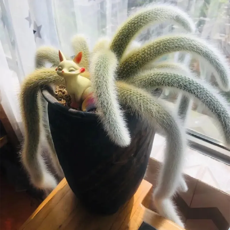 🪴DIE EINFACH ZU ZÜCHTENDE 🦊NEUNSCHWÄNZIGE🌵 FUCHS-SUKKULENTE