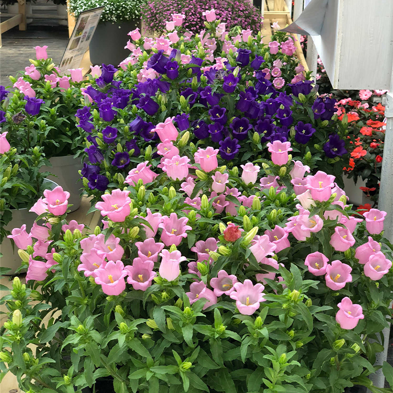 Weinglas-Glockenblumen