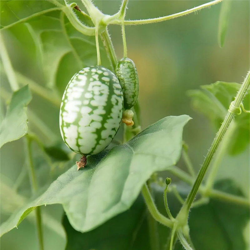 🌟Neue Produkte der Saison🔥Daumen Wassermelone Samen🌱Seltene Wassermelone