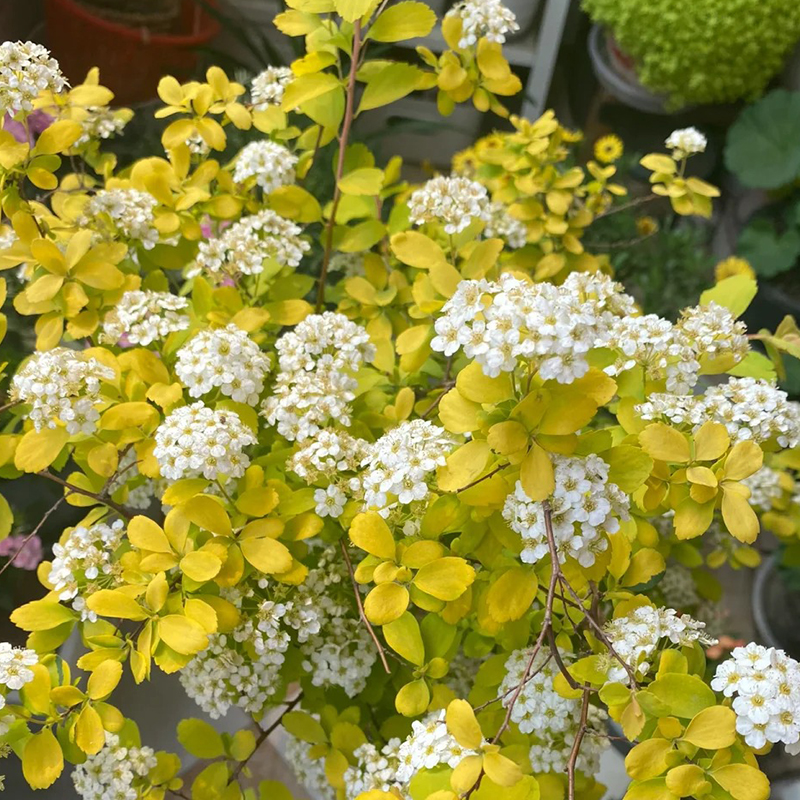 🩷Zeitlich begrenztes Angebot🌿Meadowfoam-Samen ✨Viele Blüten