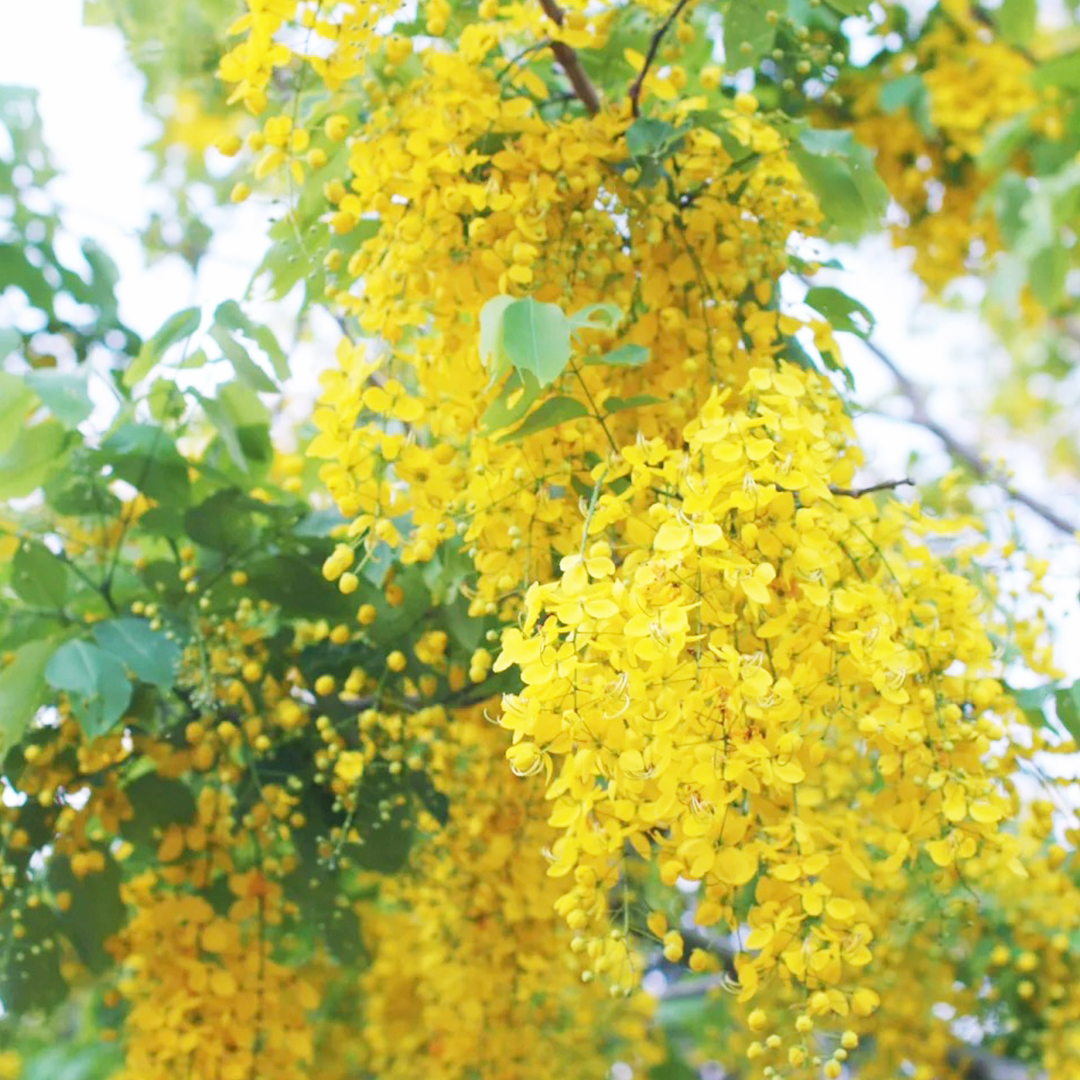 🚀Halber Preisnachlass✨Laburnum💖Schöne dekorative Baumblumen