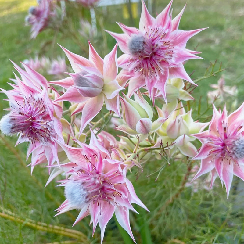 🌈2024 neues Produkt🌱Brautblumensamen🩷Wunderschöne High-End-Blumen