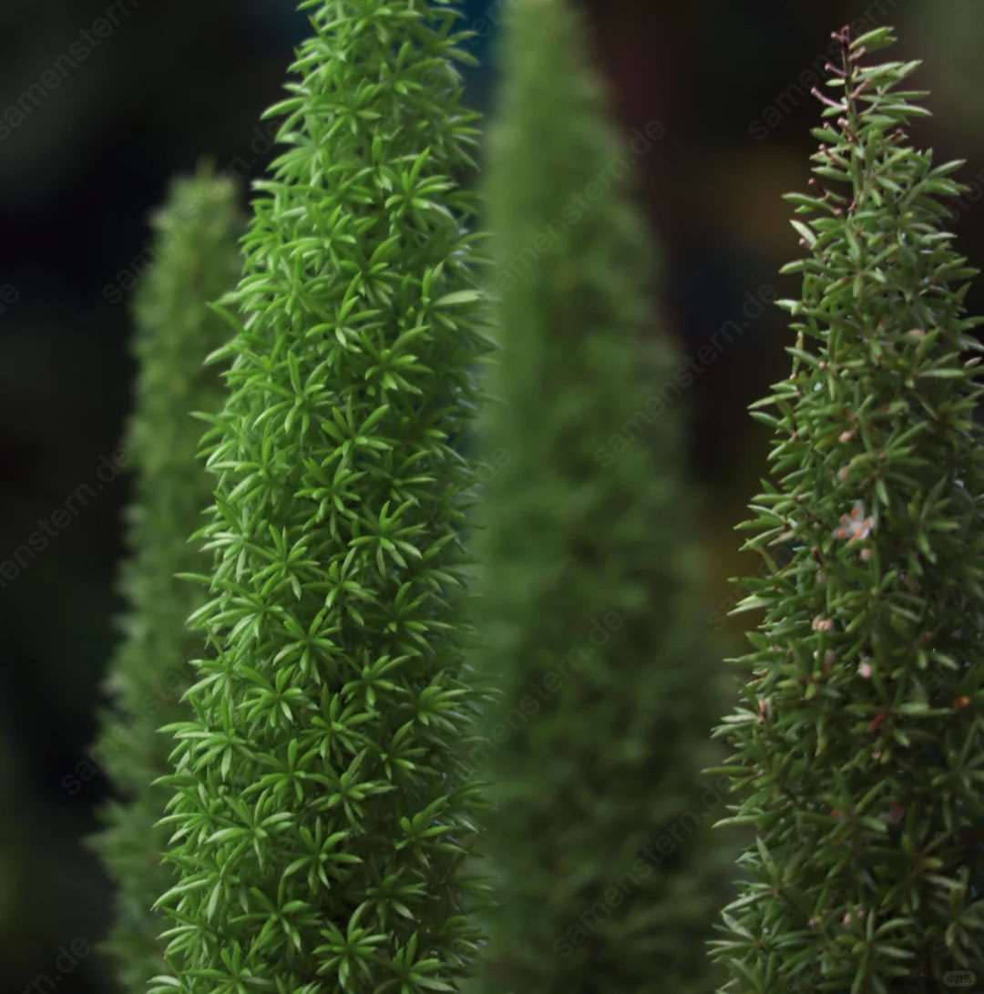 🔥 40% Rabatt! Fuchsschwanz-Spargel💥Einfach zu pflanzen