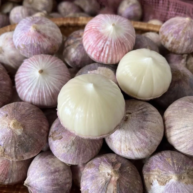🧄Lila Knoblauch: Gesunde Zwiebeln ohne GVO
