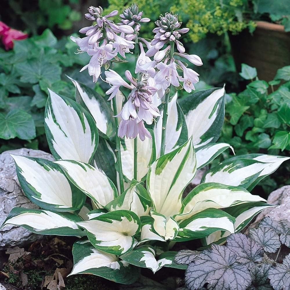 🌿DIE WIDERSTANDSFÄHIGE SCHÖNHEIT: SCHATTENTOLERANTE UND KÄLTEBESTÄNDIGE HOSTA-BLUMENSAMEN