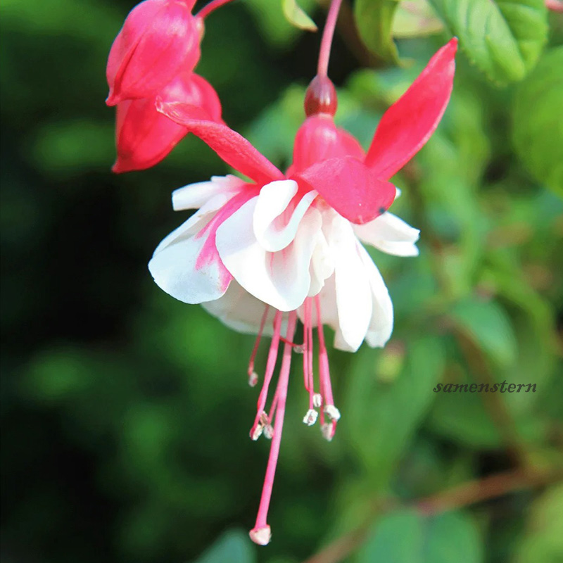 🌈Neues Produkt auf den Markt gebracht🦄Goldene Glockenblumensamen✨Blumen blühen kopfüber