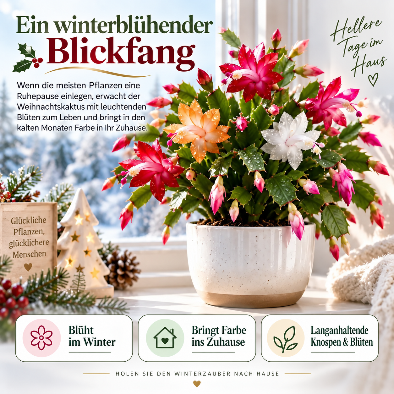 🦀Schlumbergera-Zwiebeln in verschiedenen Farben – Pflegeleichte Blüten in allen Farbtönen, sogar im Winter ❄️🌈