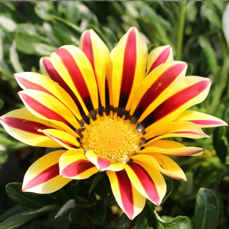 ❗Magische Pflanze💖Rote Sonnenblume✨Zeitlich begrenztes Angebot