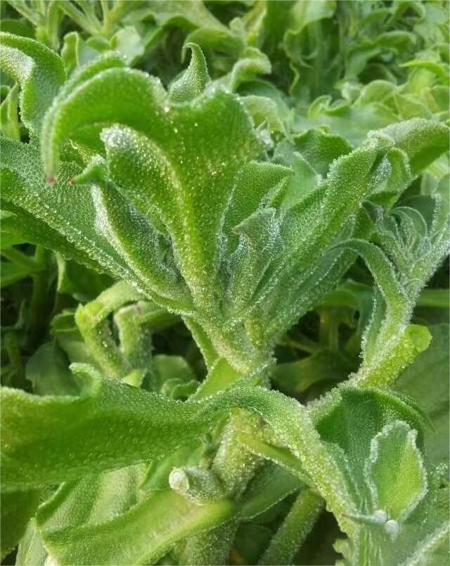 BIO-KRISTALLINE EISPFLANZE❄️ – GENIESSEN SIE DEN NATÜRLICHEN SALZGESCHMAC