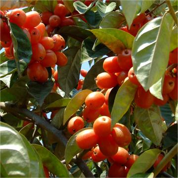 Elaeagnus conferta Samen