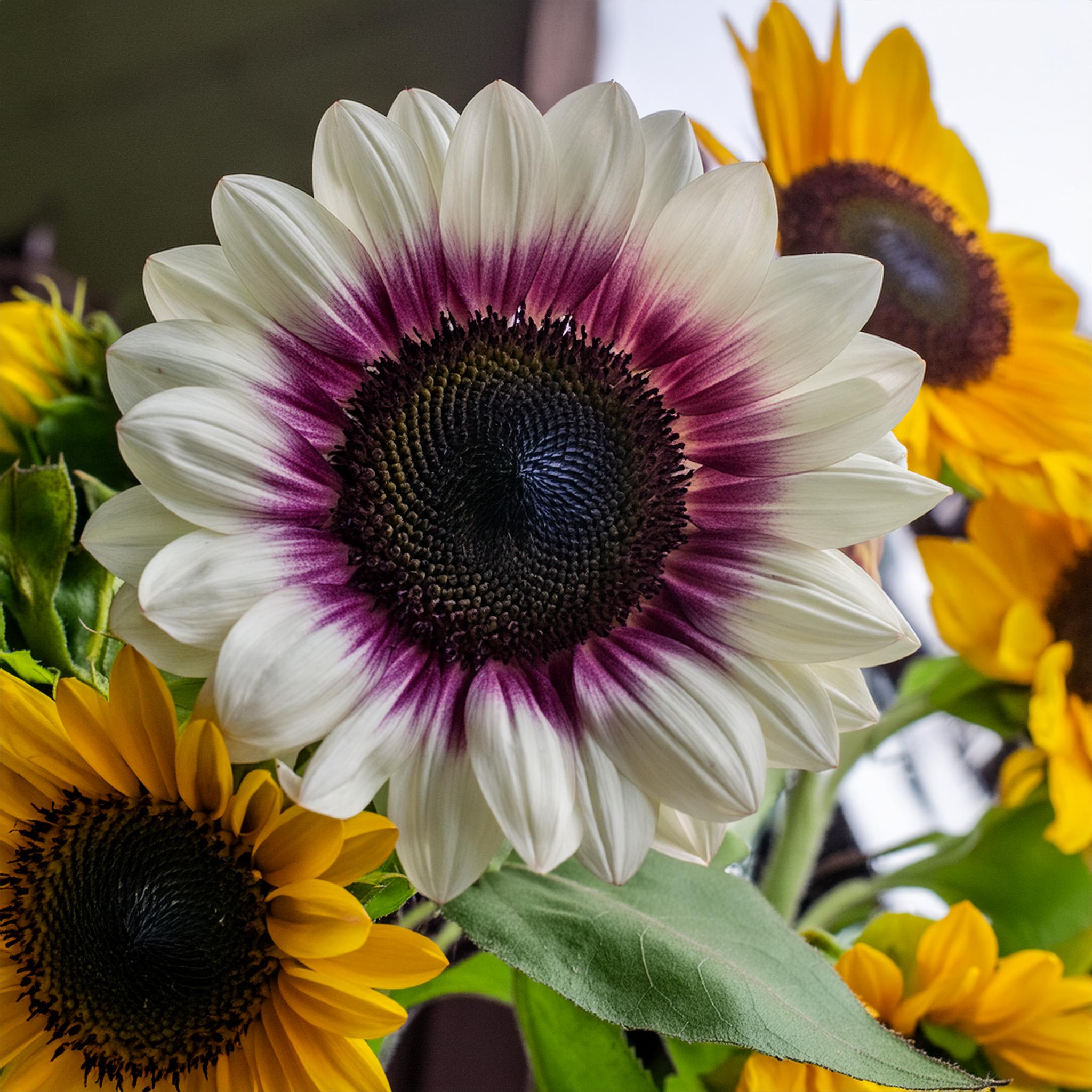 Seltene zweifarbige lila Sonnenblumenkerne