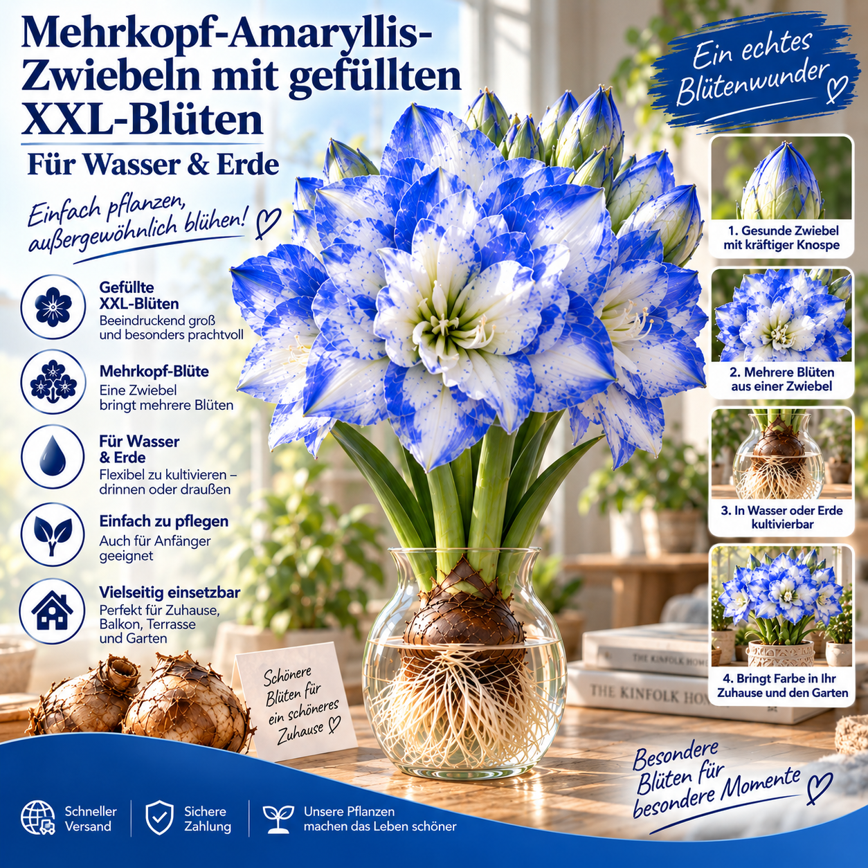 🌺 Mehrkopf-Amaryllis-Zwiebeln mit gefüllten XXL-Blüten – Für Wasser & Erde