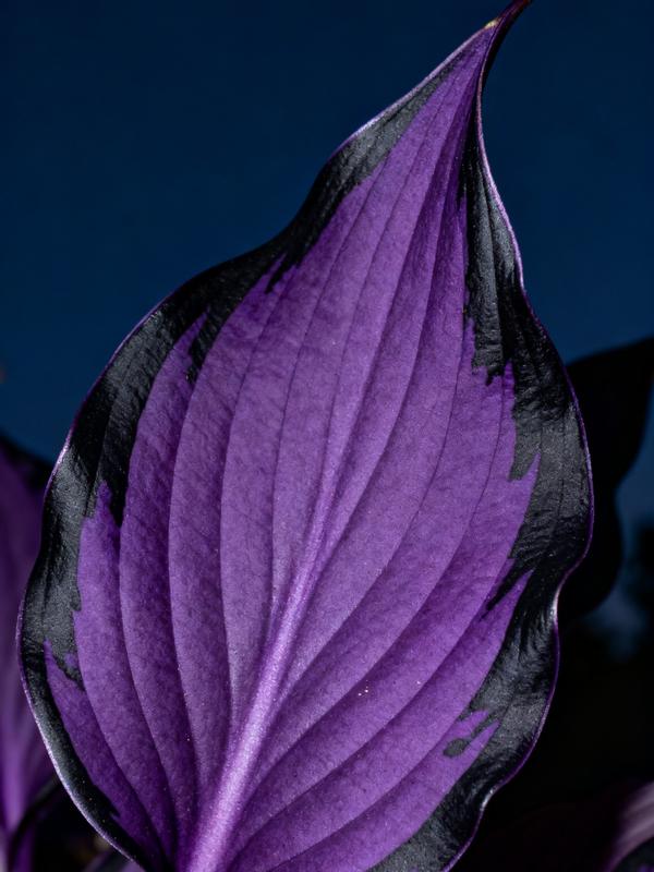 🌌 Midnight Amethyst Hosta- Rare. Hardy. Absolutely Mesmerizing