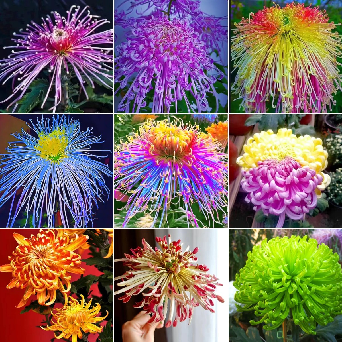 Beautiful Rare Golden Daisy🌻Easy