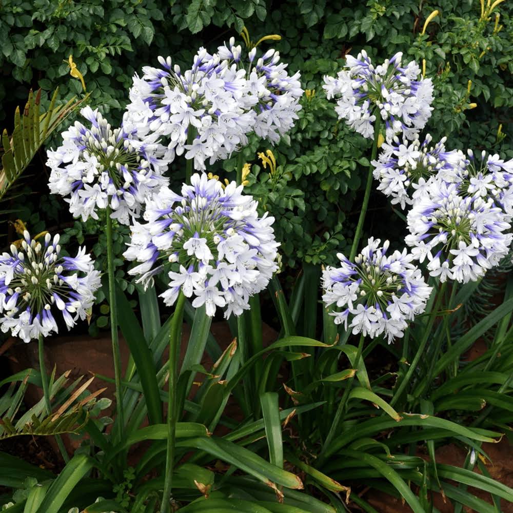 Agapanthus 'Twister' Afrikanische Lilie