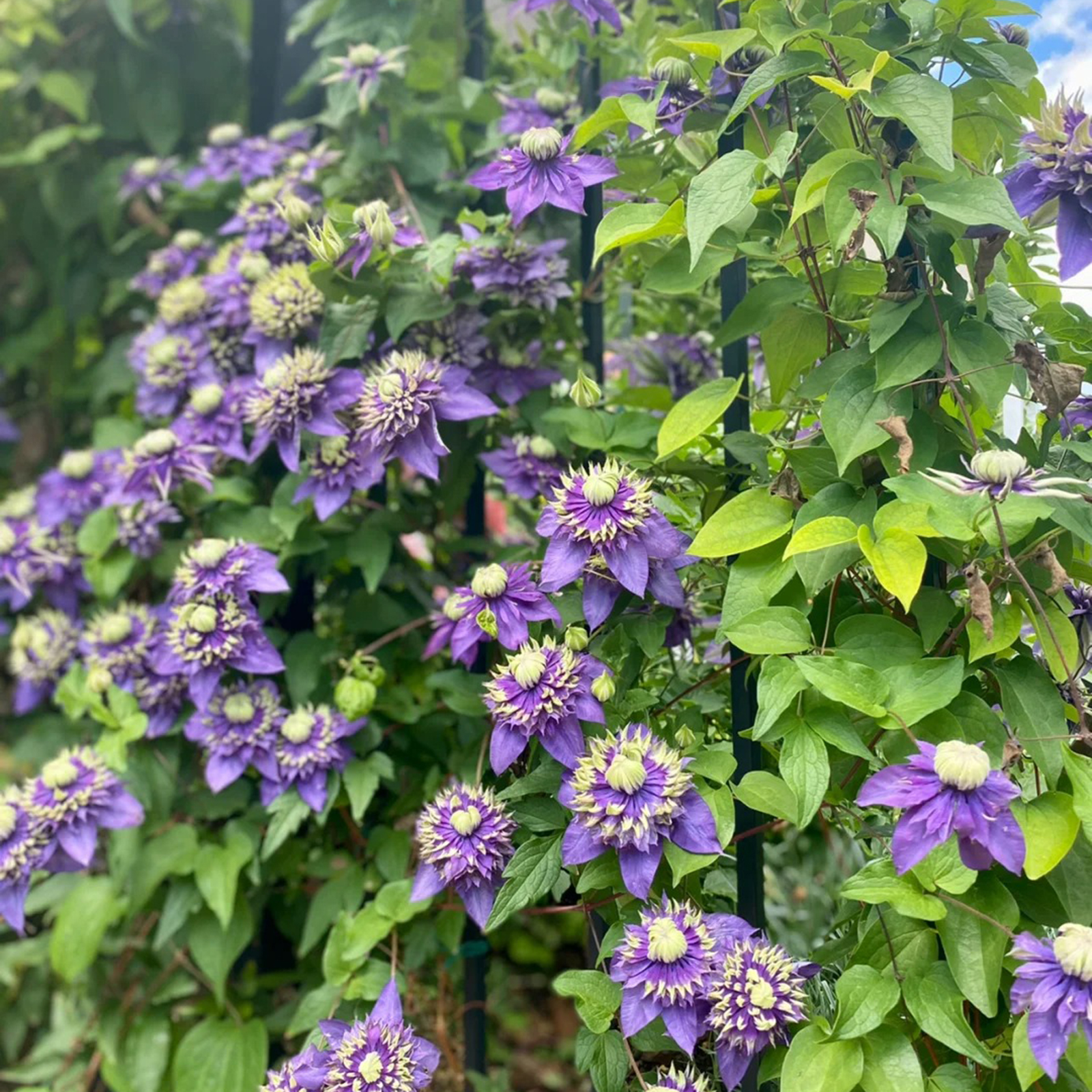 BIS ZU 60 % RABATT💥CLEMATIS TAIGA-SAMEN
