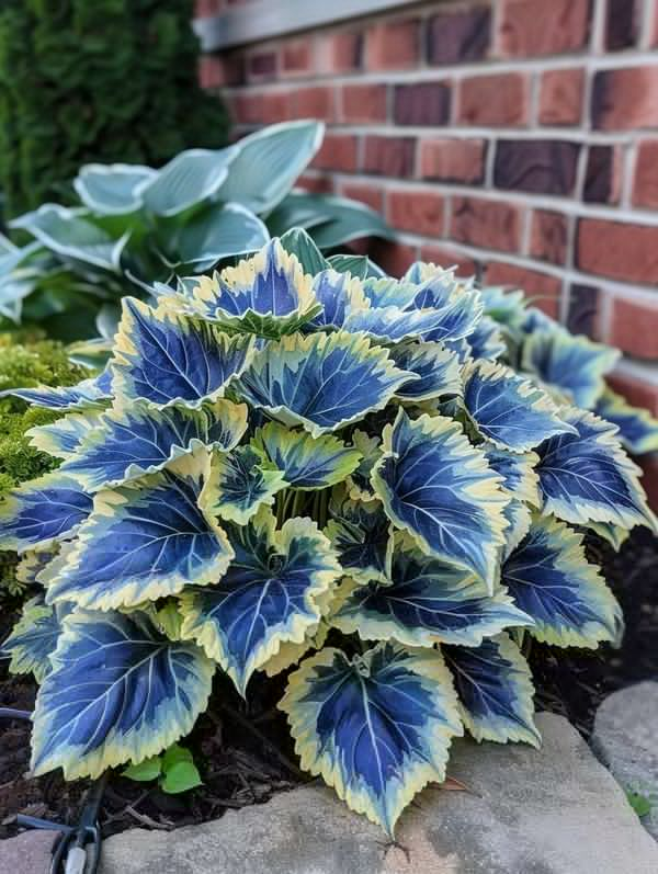 🌿FROSTBESTÄNDIGER COLEUS IN SELTENEN FARBEN – ERHELLEN SIE IHREN RAUM MIT EINZIGARTIGEM LAUB 🌿