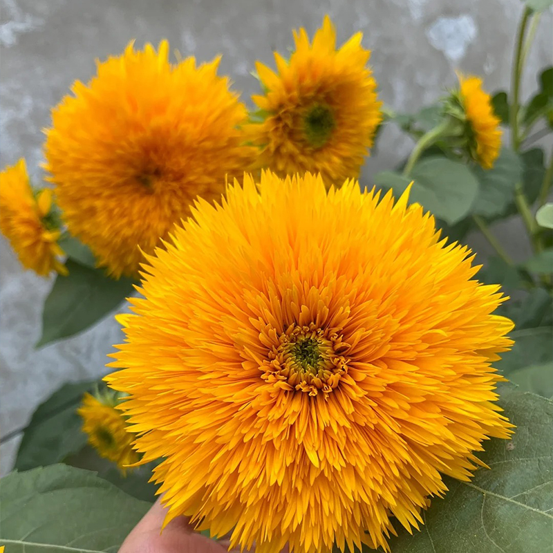 🚀Beste Wahl💖Teddybär-Sonnenblume🌻Farbe der Sonne