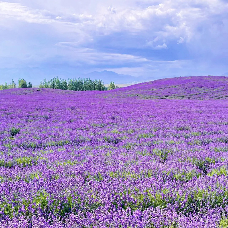 🔥Heißes Verkaufsmodell💜Lavendel Samen aus der Provence 🔆Wunderbar und wunderschön