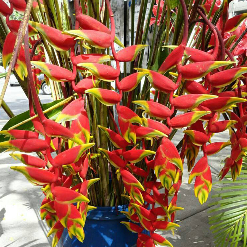 🚀Heißes Neues Produkt🦜Paradiesvogelblume Samen💐Seltene Blüten