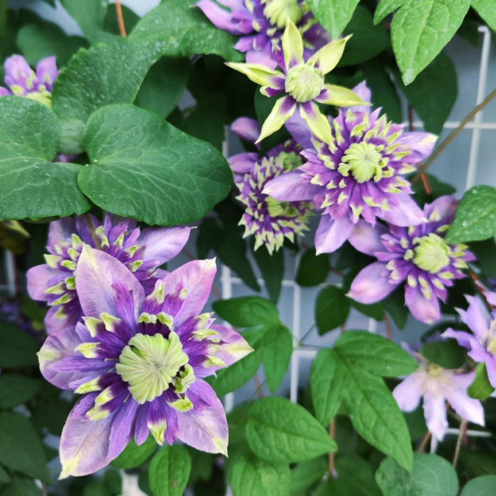 BIS ZU 60 % RABATT💥CLEMATIS TAIGA-SAMEN