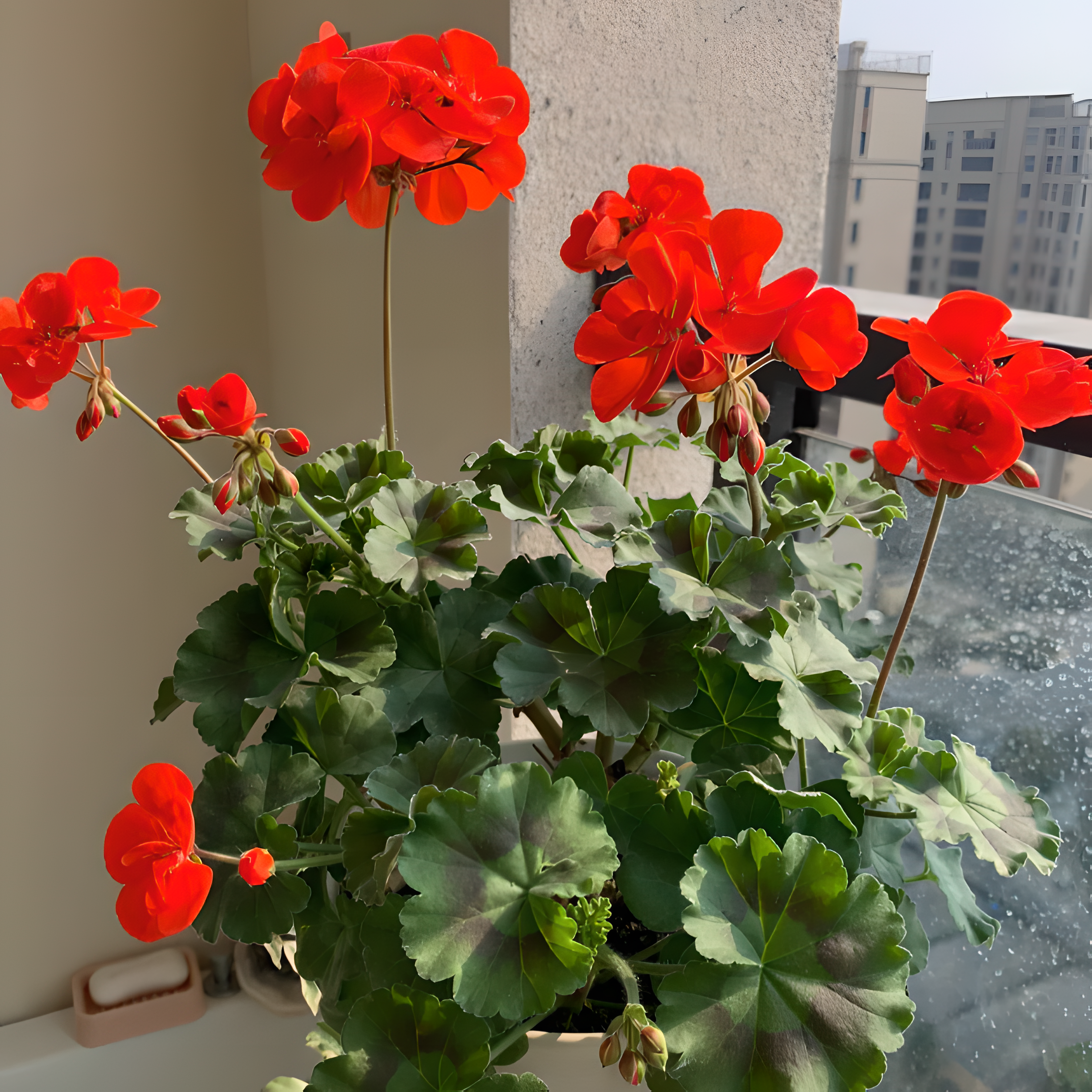 🌸Geranium - Sommerliche Gelassenheit