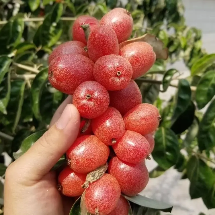 Elaeagnus conferta Samen