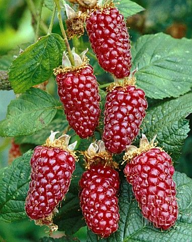 Tayberry Seeds