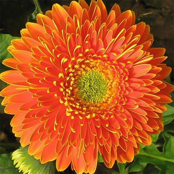 Orange gefüllte Gerbera-Blüten Samen, Sonnenblume