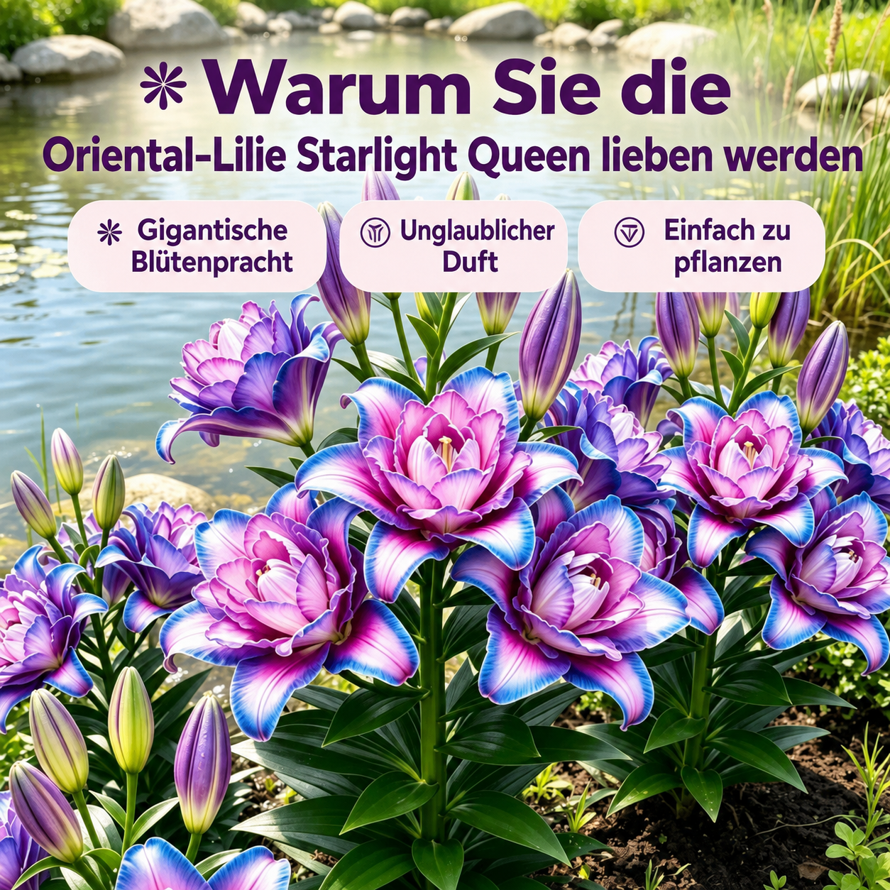 🌸Starlight Queen Oriental Lily Bulbs