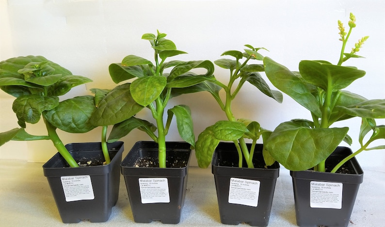 RIESEN MALABAR SPINAT