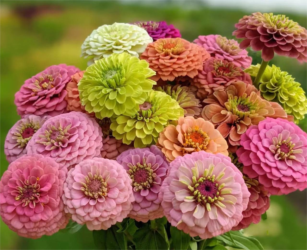 GEMISCHTE FARBZINNIEN-BLUMENSAMEN – DIE FARBENFROHE OASE IHRES GARTENS