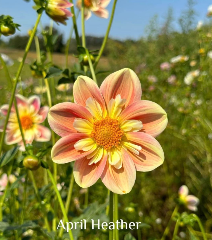 FEERY BLOOM - APRIL HEATHER DAHLIA SAMEN