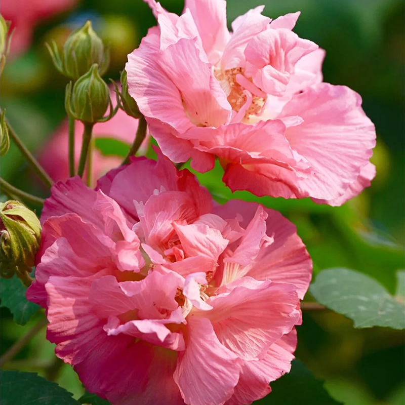 💖Rabatt zum halben Preis🌺Hibiskusblütensamen🌈Farbverändernde Blumen