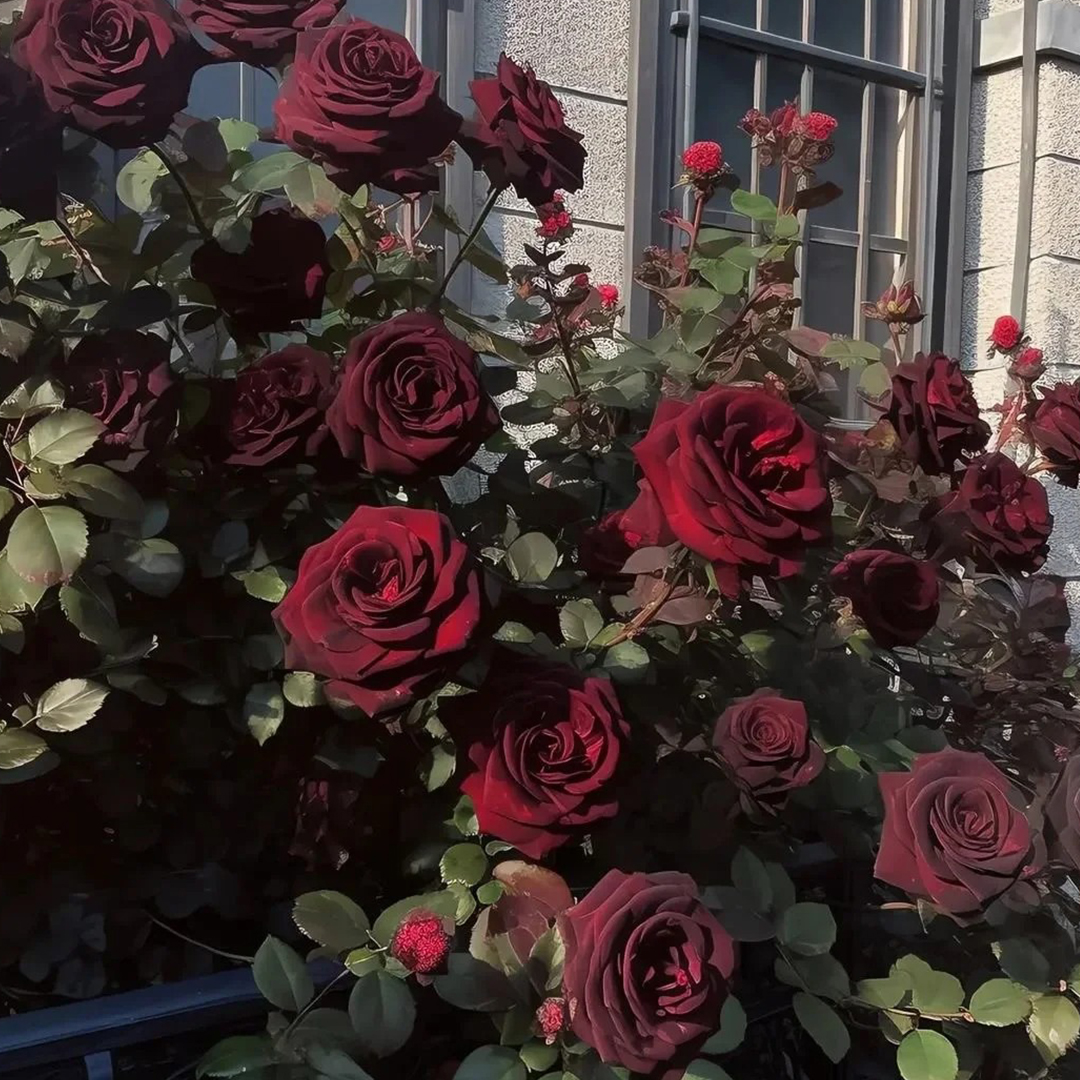 🌹Neues Rosenprodukt🍫Schwarze Bockrose✨so seidig wie schwarze Schokolade