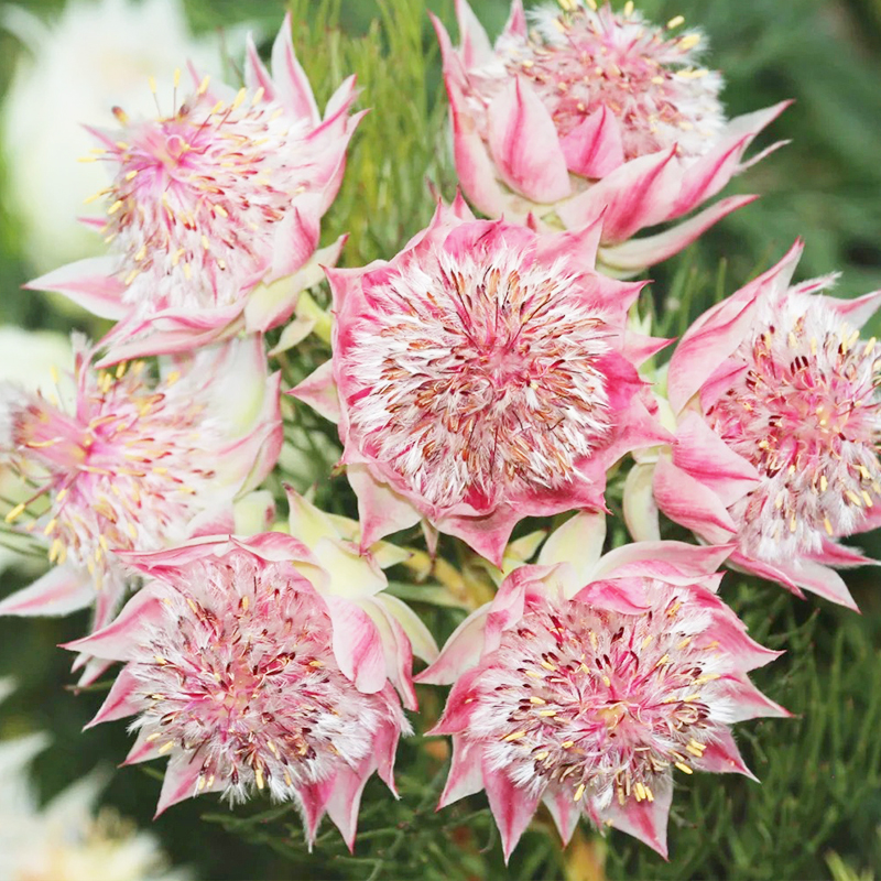 🌈2024 neues Produkt🌱Brautblumensamen🩷Wunderschöne High-End-Blumen