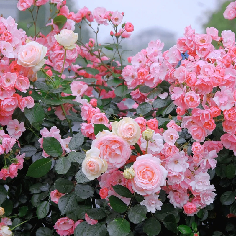 🚀65% Rabatt💖Rosen Samen🌹Endlose Romantik