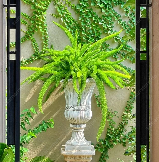 🔥 40% Rabatt! Fuchsschwanz-Spargel💥Einfach zu pflanzen