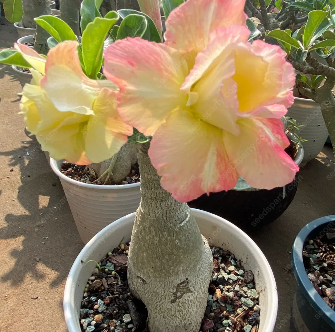 🚀Erstaunliche Pflanzen💖Wüstenrosensamen🌱Super einfach zu züchten