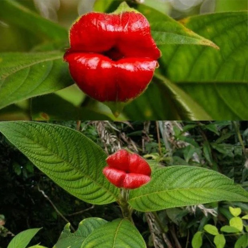 Psychotria Elata