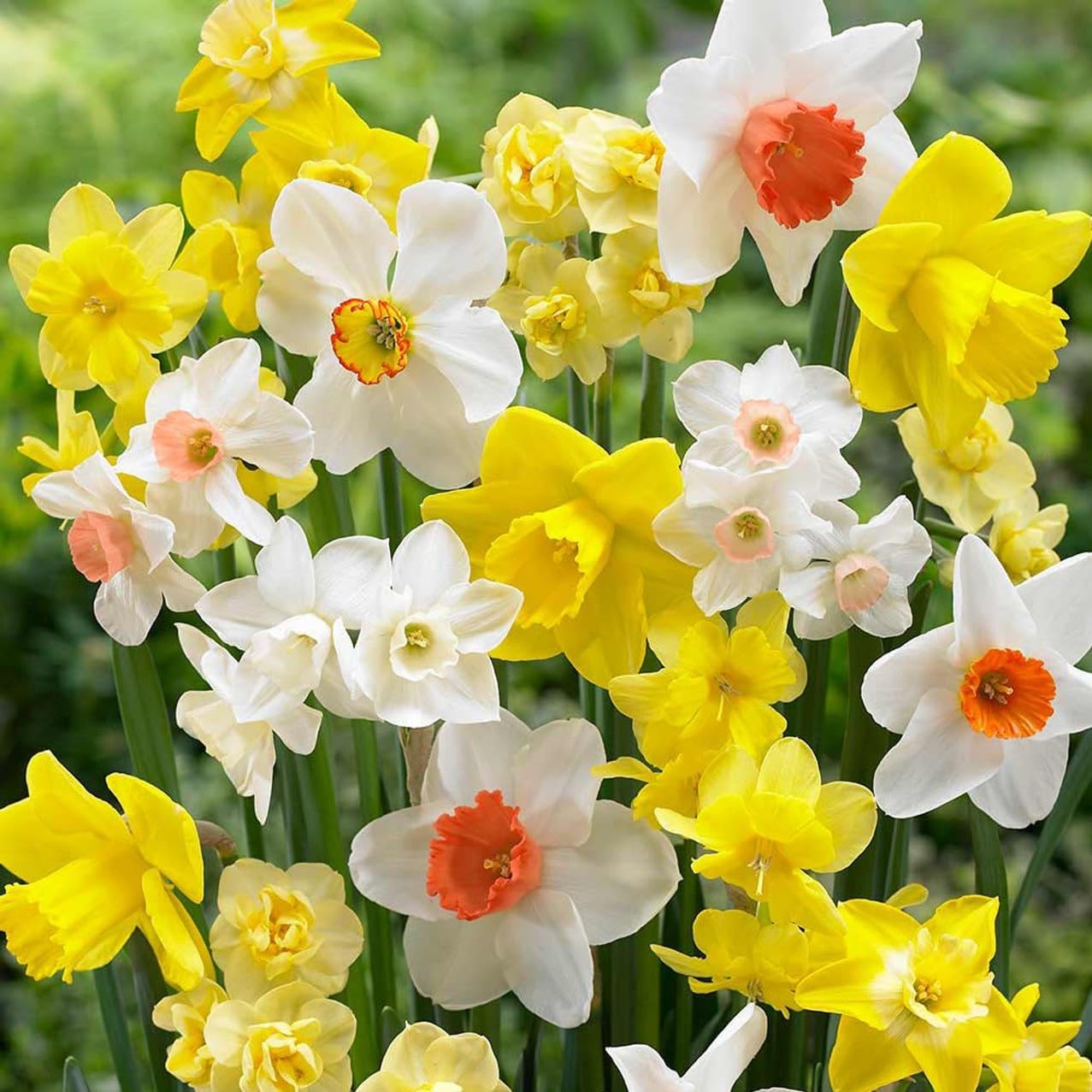 Perennial Daffodil Bulbs