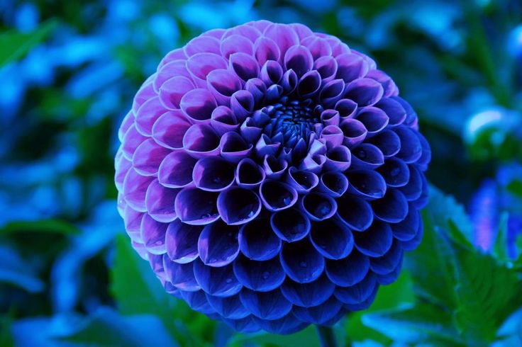 BLAUE FEUERBALL-DAHLIENSAMEN