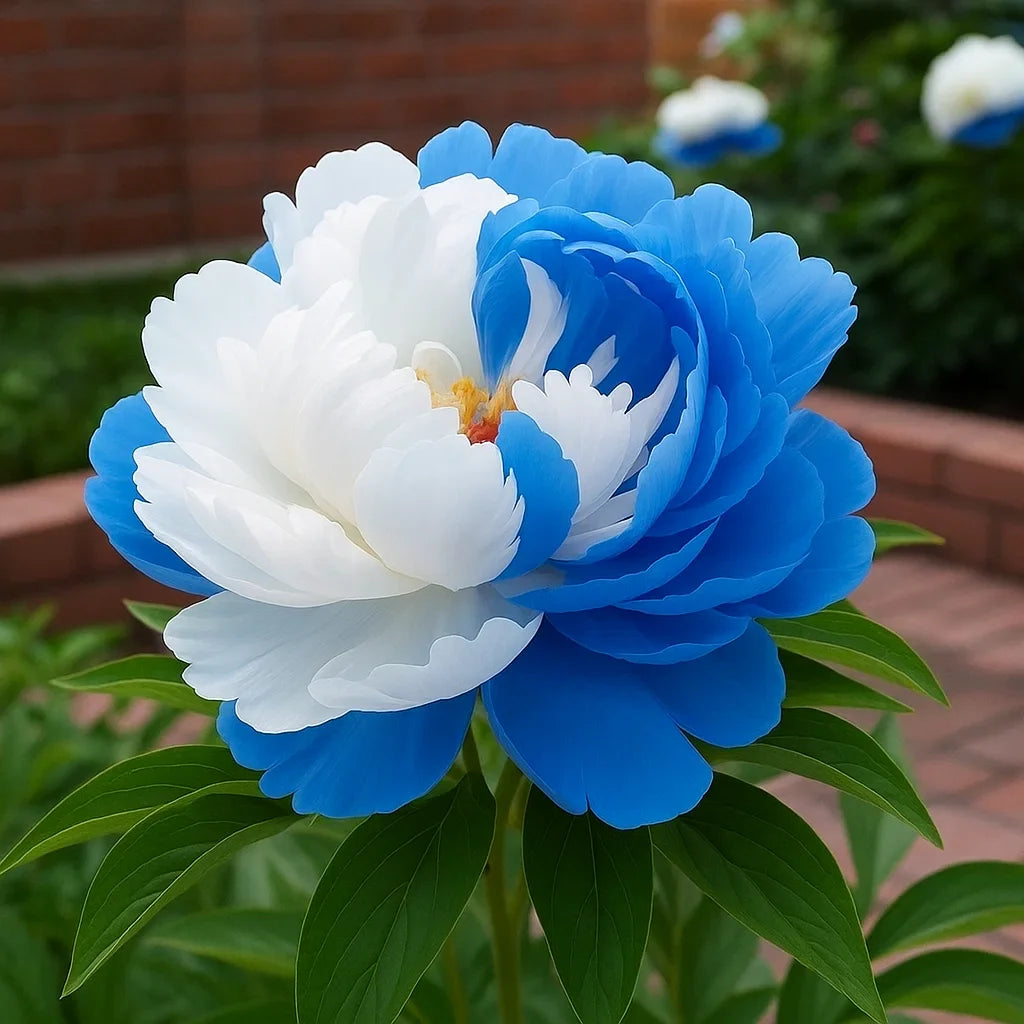 Rare Double Peonies 🌺That Bloom Big & Beautiful