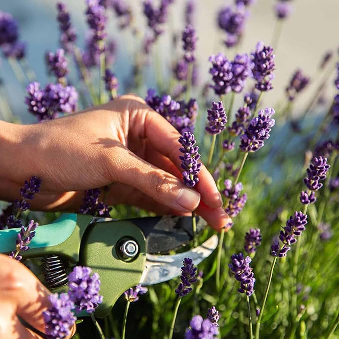 🔥Up to 50% discount🪻Lavender Herb Seeds - Perennial