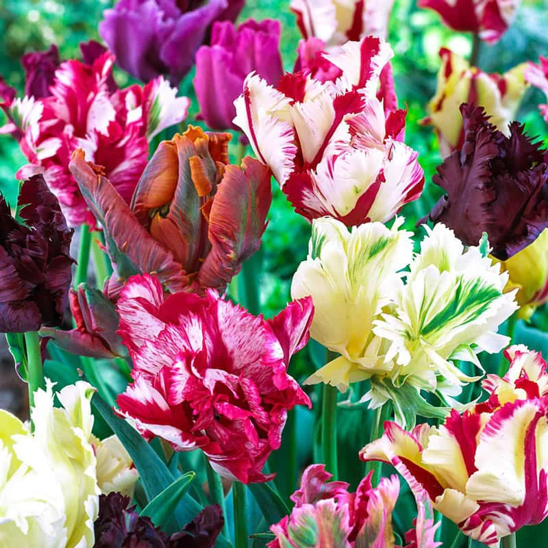 🌷Double  Feather Tulips Bulbs