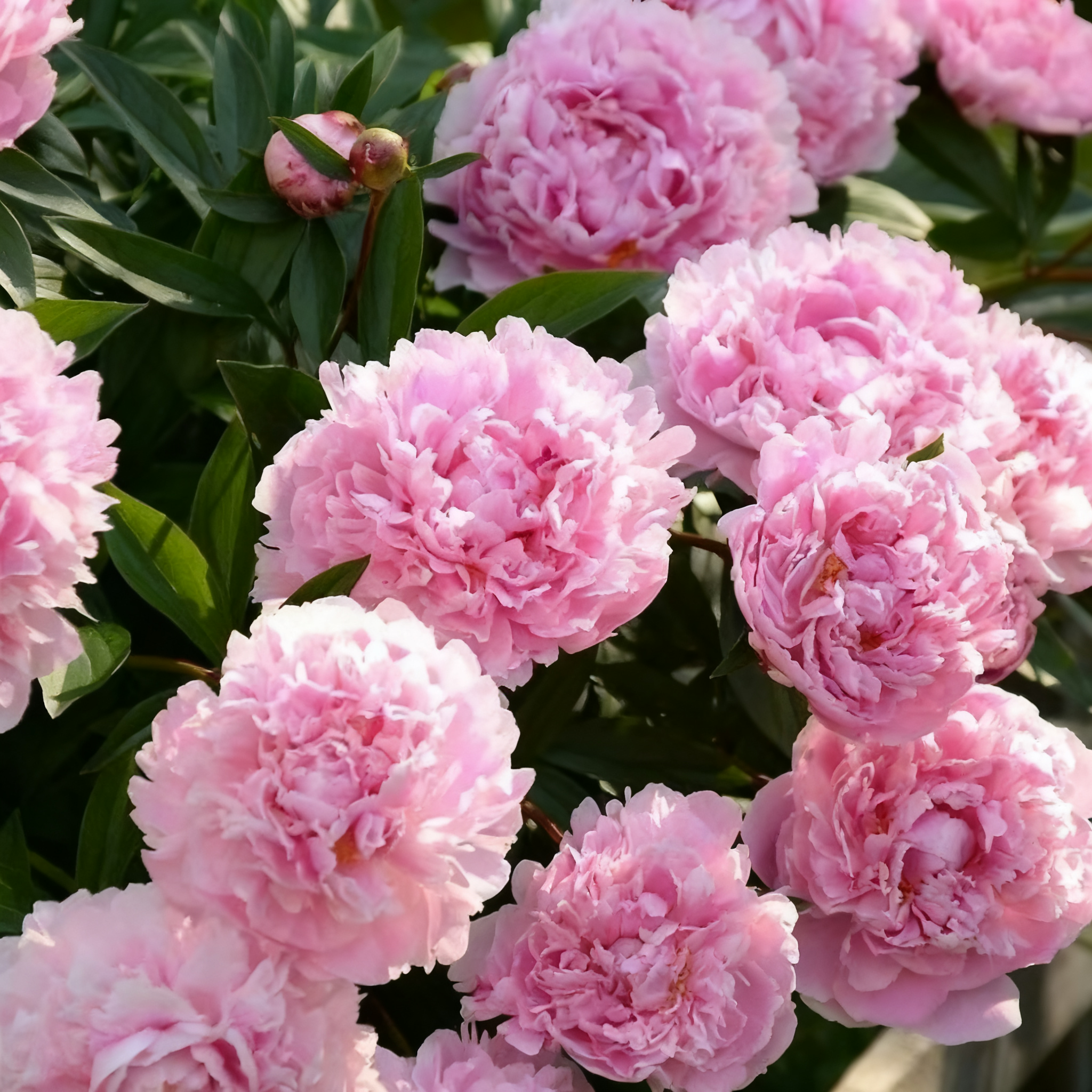 🔥LETZTER TAG 49 % RABATT🌺DIE KÖNIGIN DER BLUMEN – DOPPELT BLÄTTERBLÄTTERIGE PIANI
